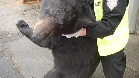 W Gdyni znaleźli misia w kontenerze