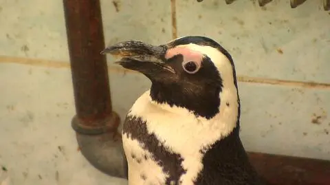 Pingwin może otrzymać protezę dzioba