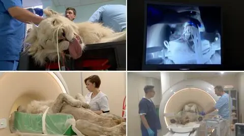 Leo z zoo safari w Borysewie na badanie rezonansem przyjechał do Wrocławia