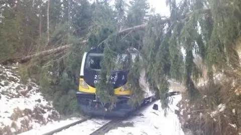 Pod Szklarską Porębą pociąg wjechał w powalone drzewo
