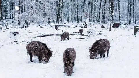 Zaplanowany odstrzał dzików. Pudełko i Elżanowski o polowaniach