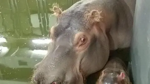 Wrocław: mała Rumba we wrocławskim zoo