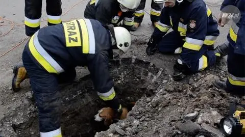 Pies utknął w przepuście drogowym