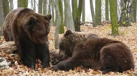Pięć niedźwiedzi z cyrku znajdzie azyl w poznańskim zoo