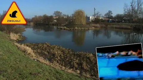 W Szczecinie będą ostrzegać przed bobrami
