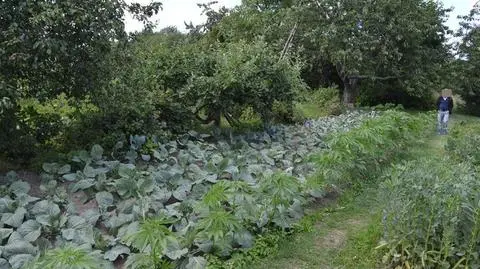 Rolnik zasiał marihuanę w kapuście