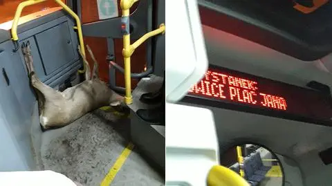 Sarna w autobusie na Śląsku