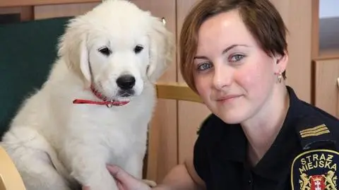 Gdańsk: Golden retriever strażnikiem miejskim