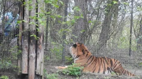 Miał dźgać kijem tygrysa. Teraz odpowiada za to przed sądem