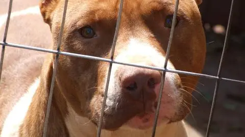 Pitbull pogryzł 1,5-roczne dziecko
