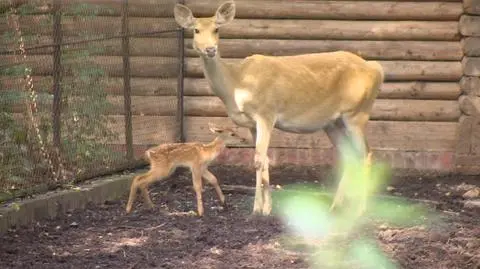 Mały jeleń barasinga z wrocławskiego zoo