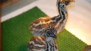 Małe emu
