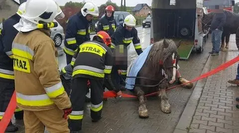 Zwierzę wypadło na drogę