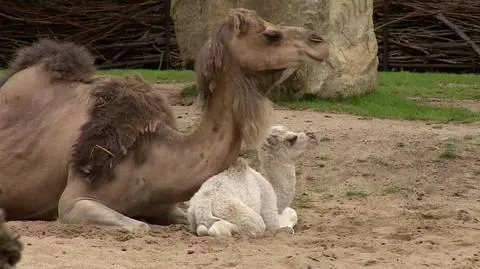 Mały wielbłąd urodził się we wrocławskim zoo