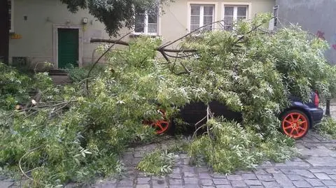 Gałąź spadła na samochód. "Trzeba ustalić, do kogo należy drzewo"