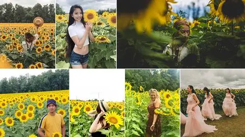 Kanada. Szturm użytkowników Instagrama na słoneczniki