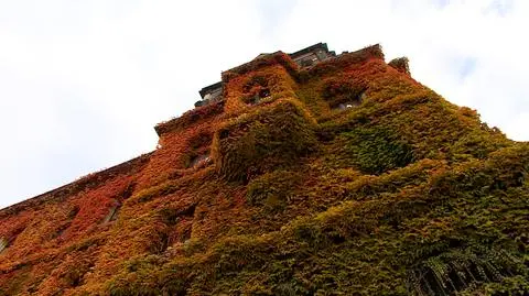 Muzeum Narodowe we Wrocławiu zachwyca internautów
