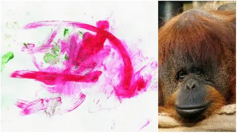 Orangutanica Raja namalowała obraz, Trafił on na aukcję WOŚP