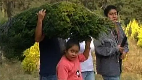 Choinki made in Mexico