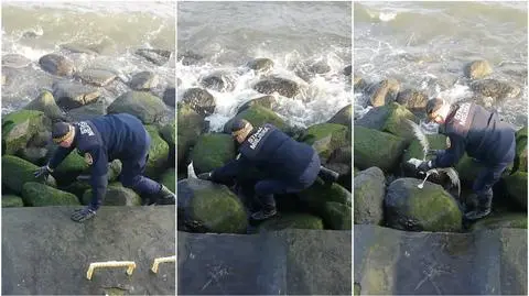 Gdynia. Strażnik miejski uratował mewę