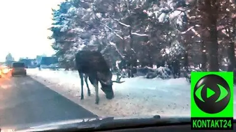 Łosie zlizują sól z ulic