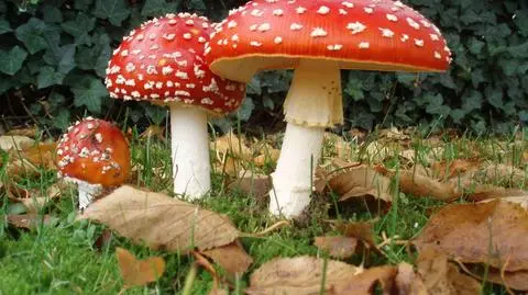 Grzyby halucynogenne w ogrodach Pałacu Buckingham