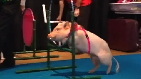 Stado świnek pełnych klasy