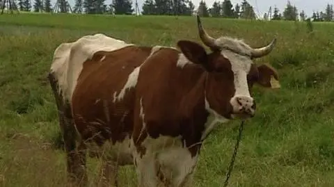 Wykryto kolejne ognisko pryszczycy