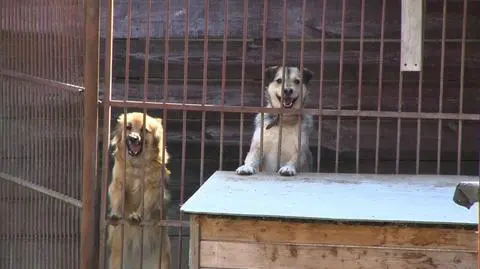 W kampanii zachęcają do adopcji psów