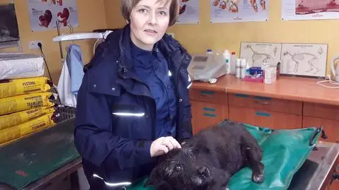 Prudnik: policjantka pomogła potrąconemu psu