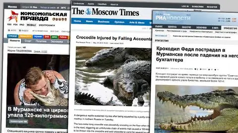 Ważąca 120 kg księgowa przygniotła cyrkowego krokodyla. Gad przeżył szok 
