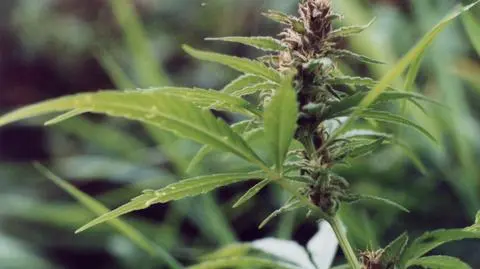 Marihuana nie jest już w Czechach zakazana. Stała się lekiem
