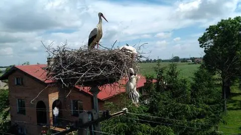Strażacy uratowali małe bociany, które zawisły pod gniazdem