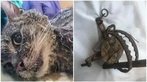 Kot wpadł w kłusownicze wnyki