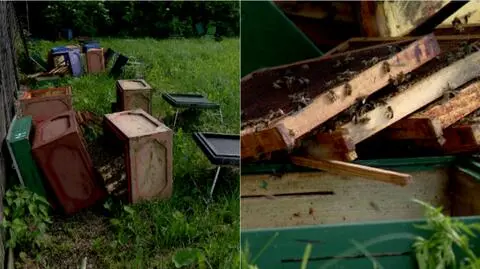 Zdewastowane ule i setki tysięcy błąkających się pszczół