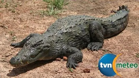 Mógł bez trudu połknąć człowieka