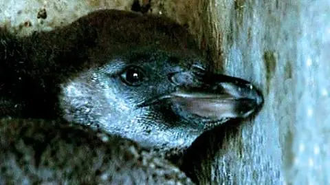 Pingwinek ma dwóch tatusiów