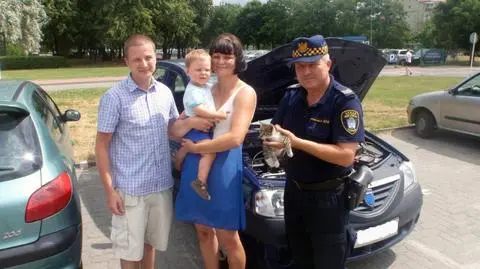 Kotek-autostopowicz przejechał 55 km pod maską samochodu