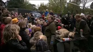Lew został zastrzelony 9 miesięcy wcześniej