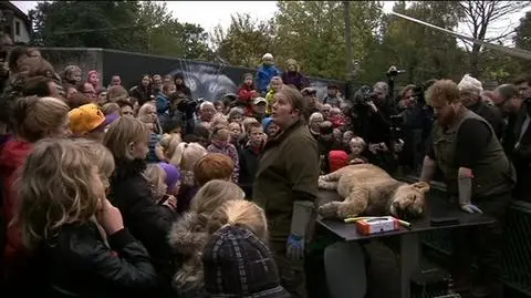 Dania, Odense. Sekcja zwłok zastrzelonego lwa w zoo
