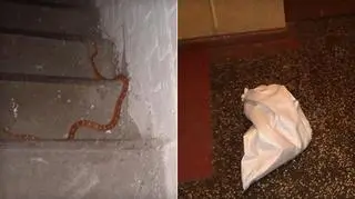 Wąż pojawił się w jednym z budynków w Świdnicy