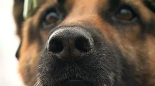 W Yulin odbywa się festiwal podczas, którego jedzone jest psie mięso