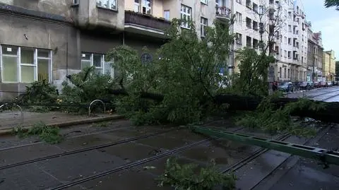 Tramwaje nie pojadą przez Kraszewskiego przez powalone drzewo