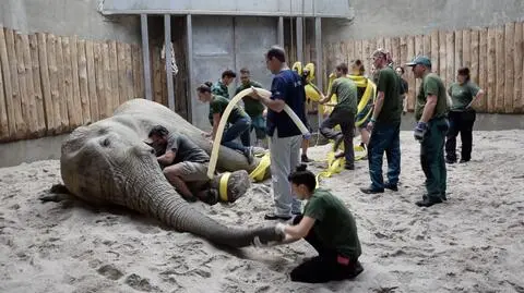 Poznań. Słoń u dentysty. W ruch poszły dźwig, piły i dłuta