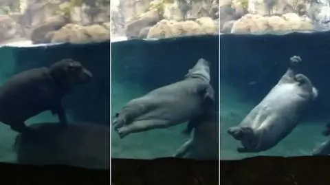 Akrobacje pod wodą w wykonaniu małego hipopotama