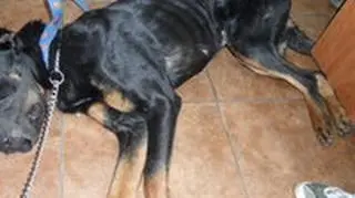 Cztery psy były skrajnie niedożywione