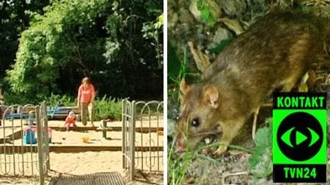 Szczury na placu zabaw pod ochroną