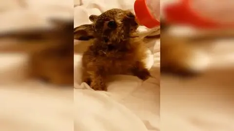 Szczecin: uratowali trzydniowego zajączka