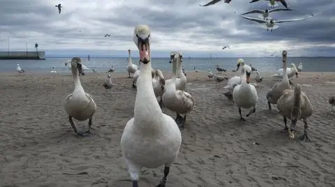 Nadciąga ptasie wsparcie 