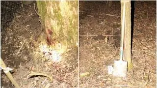 Psa trzeba było uśpić 